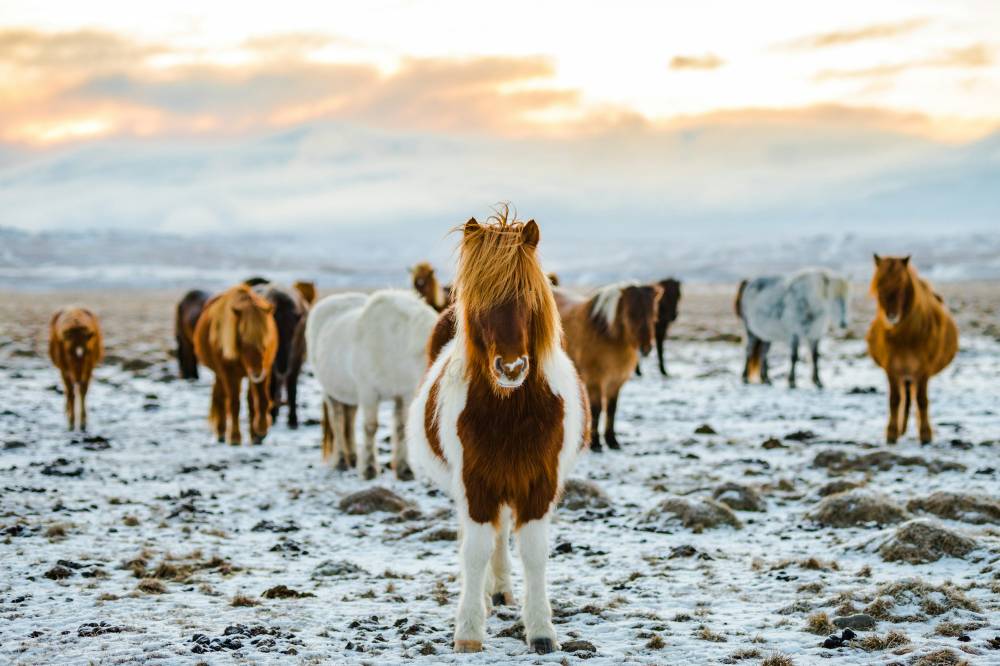 Nyhed! Find din perfekte hest på hestetorvet.dk!